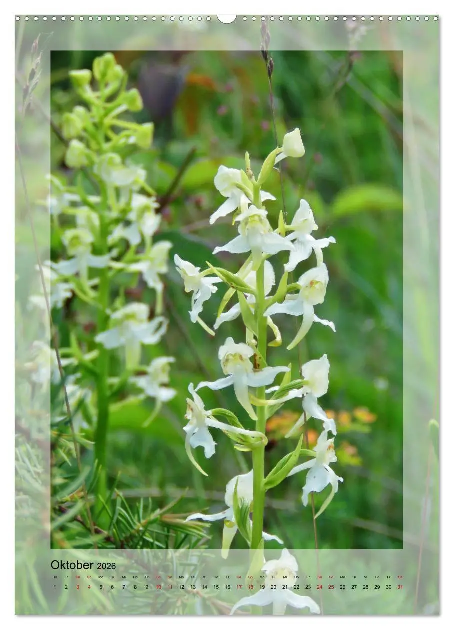 Bild: 9783516402605 | Deutschlands wilde Orchideen (hochwertiger Premium Wandkalender...