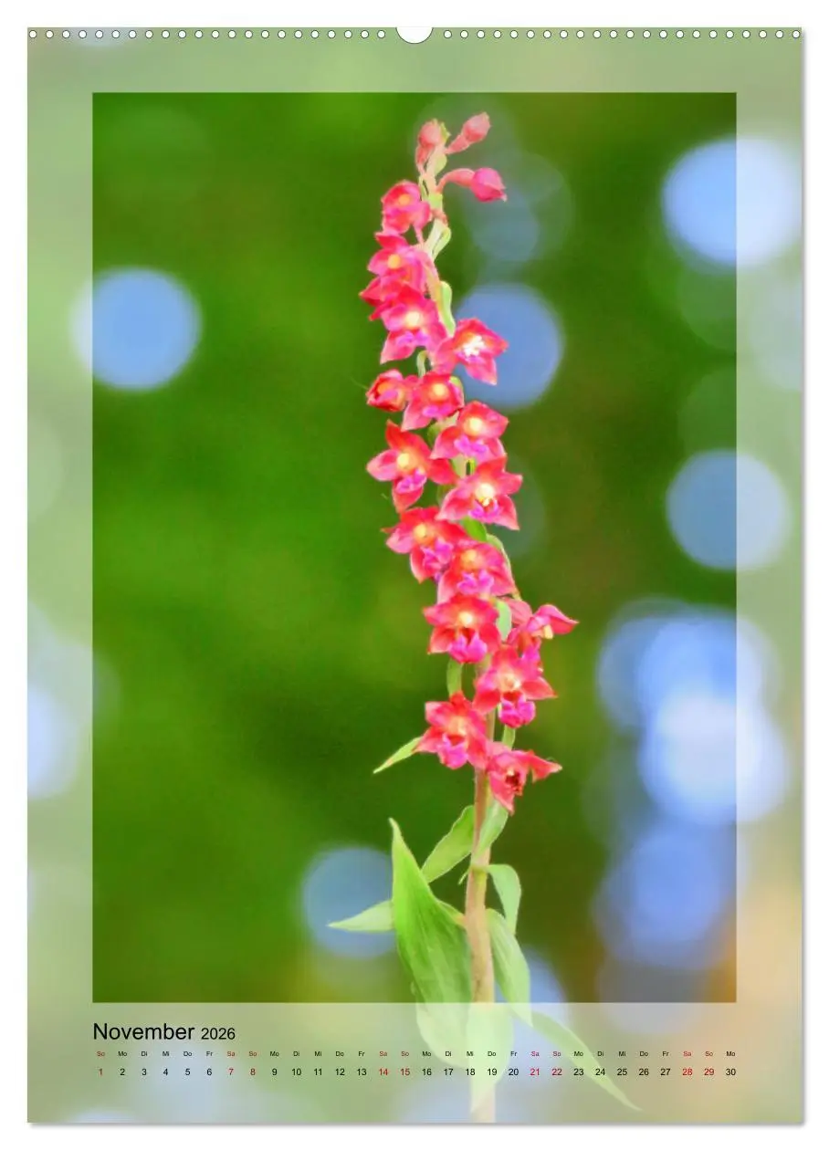 Bild: 9783516402605 | Deutschlands wilde Orchideen (hochwertiger Premium Wandkalender...