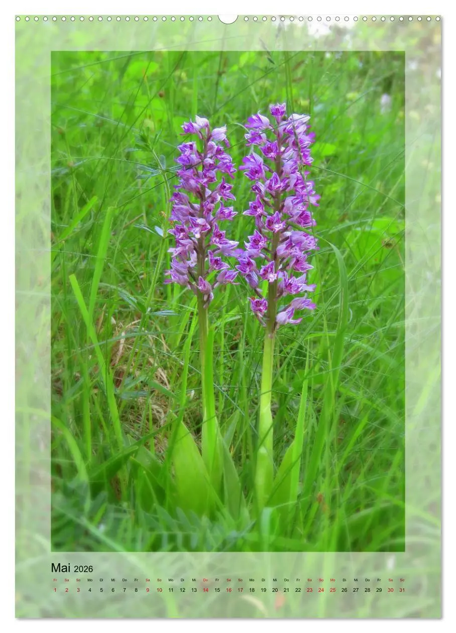 Bild: 9783516402605 | Deutschlands wilde Orchideen (hochwertiger Premium Wandkalender...