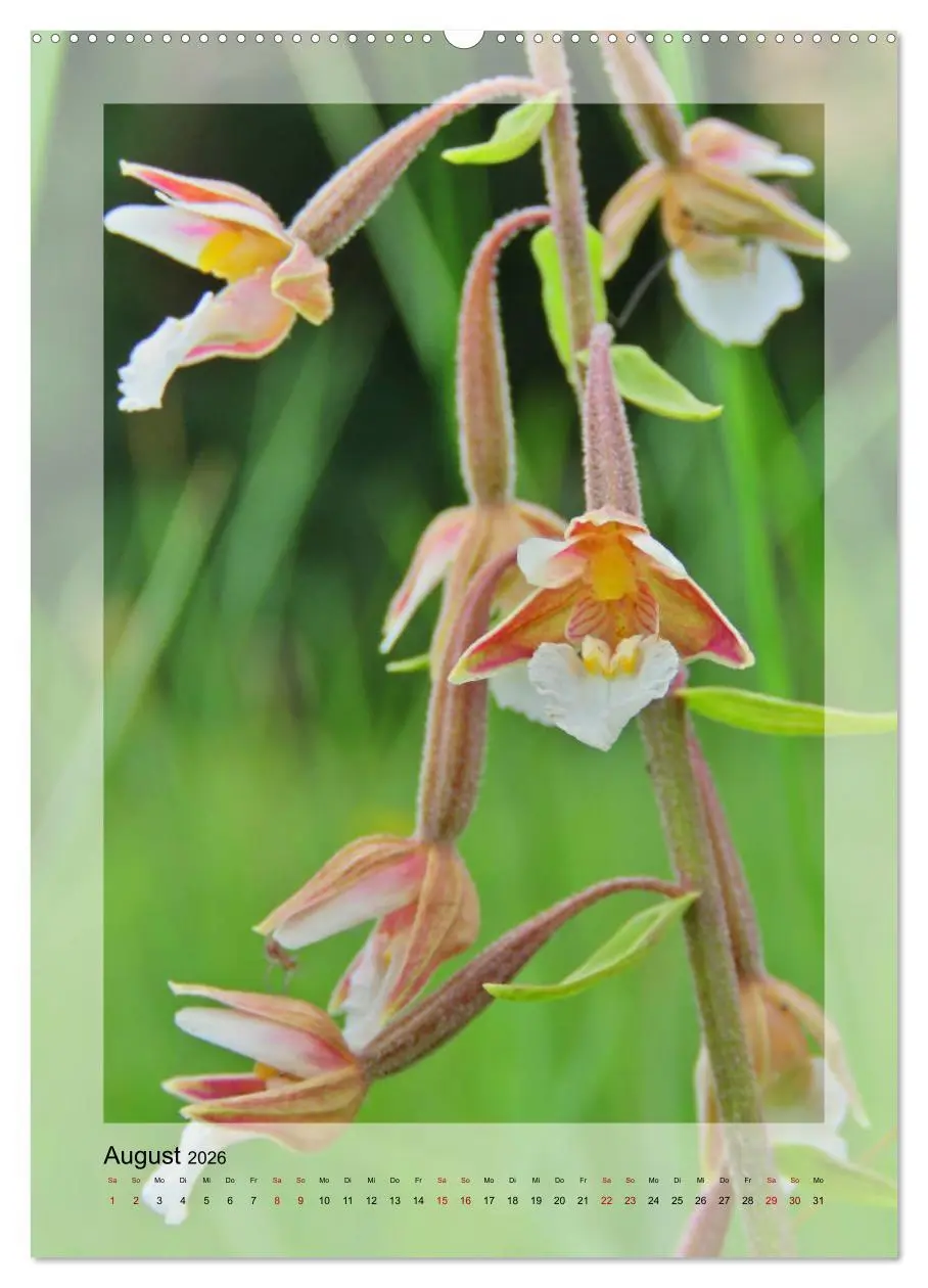 Bild: 9783516402605 | Deutschlands wilde Orchideen (hochwertiger Premium Wandkalender...