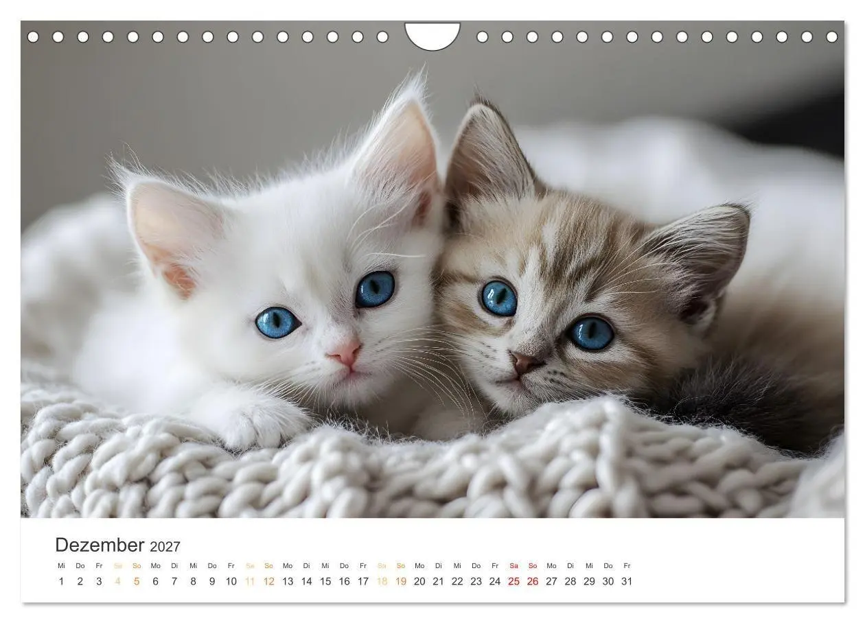 Bild: 9783569042605 | Zauberhafte Katzenbabys (Wandkalender 2027 DIN A4 quer), CALVENDO...