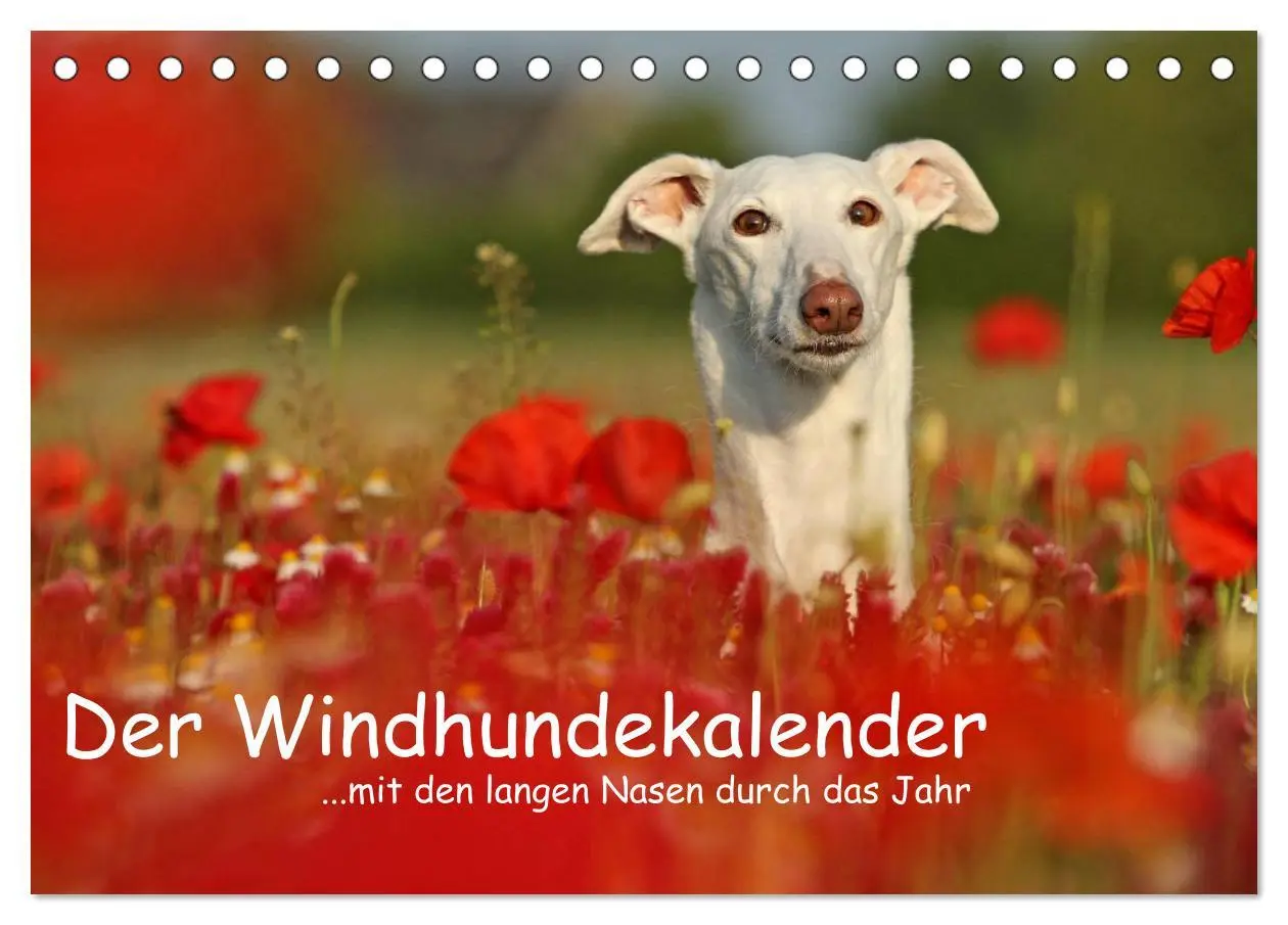 Cover: 9783516172805 | Der Windhundekalender (Tischkalender 2026 DIN A5 quer), CALVENDO...