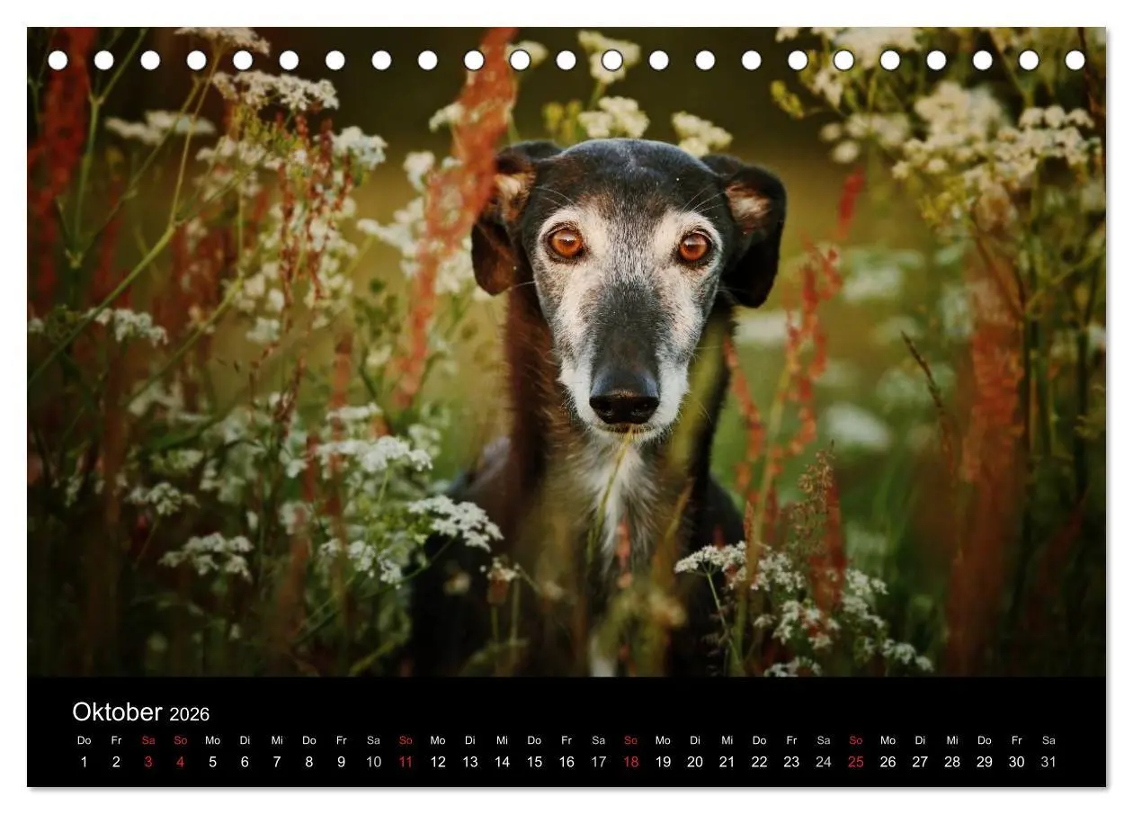 Bild: 9783516172805 | Der Windhundekalender (Tischkalender 2026 DIN A5 quer), CALVENDO...
