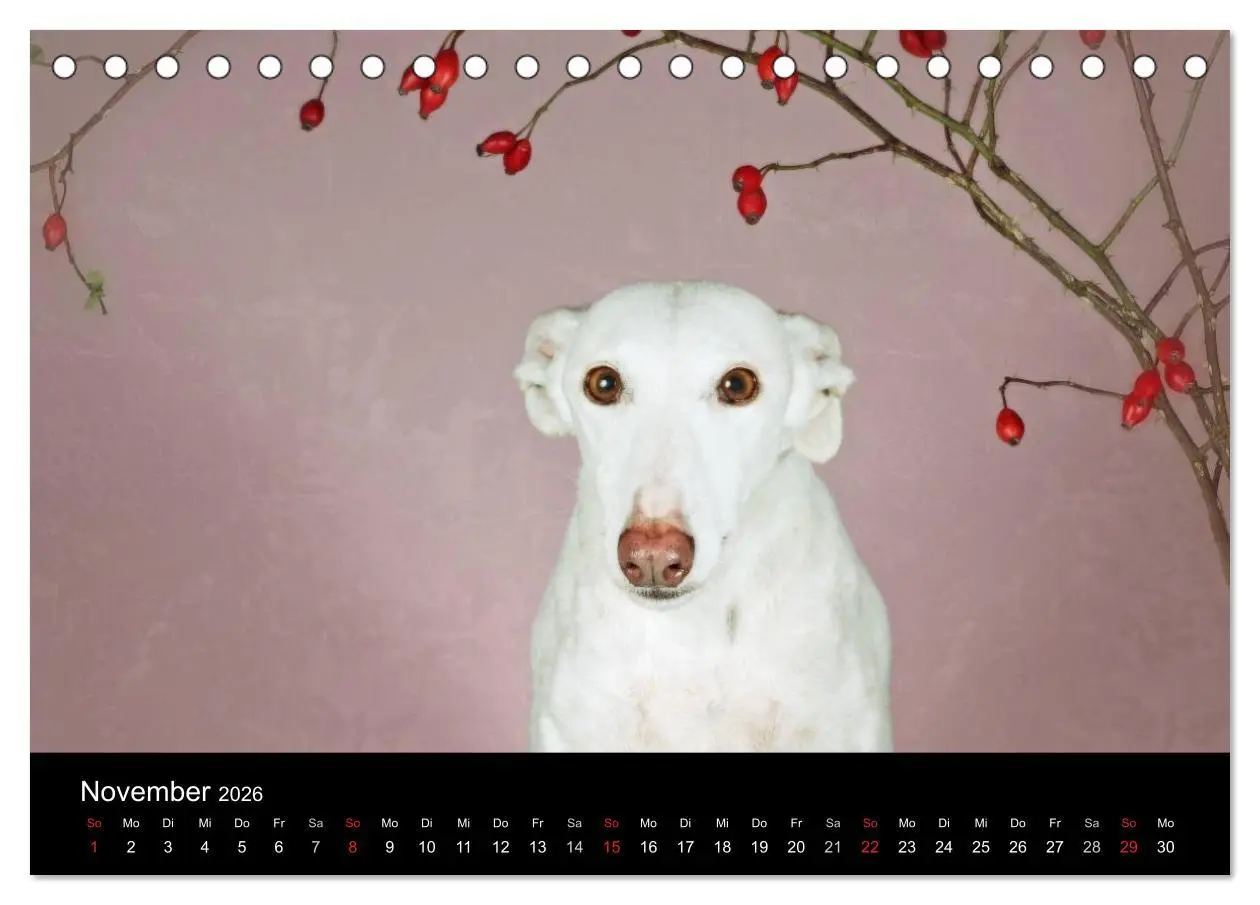 Bild: 9783516172805 | Der Windhundekalender (Tischkalender 2026 DIN A5 quer), CALVENDO...