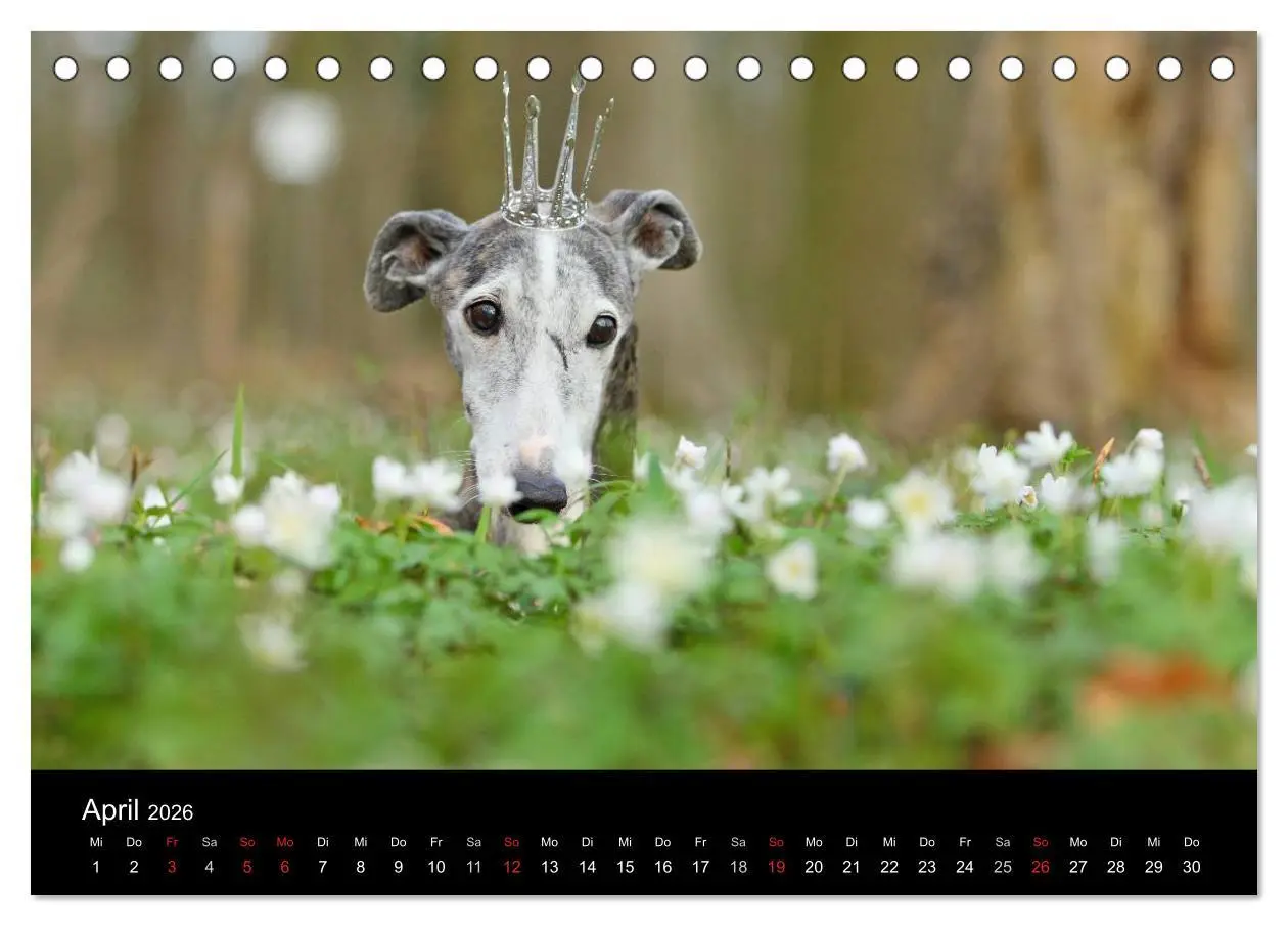 Bild: 9783516172805 | Der Windhundekalender (Tischkalender 2026 DIN A5 quer), CALVENDO...
