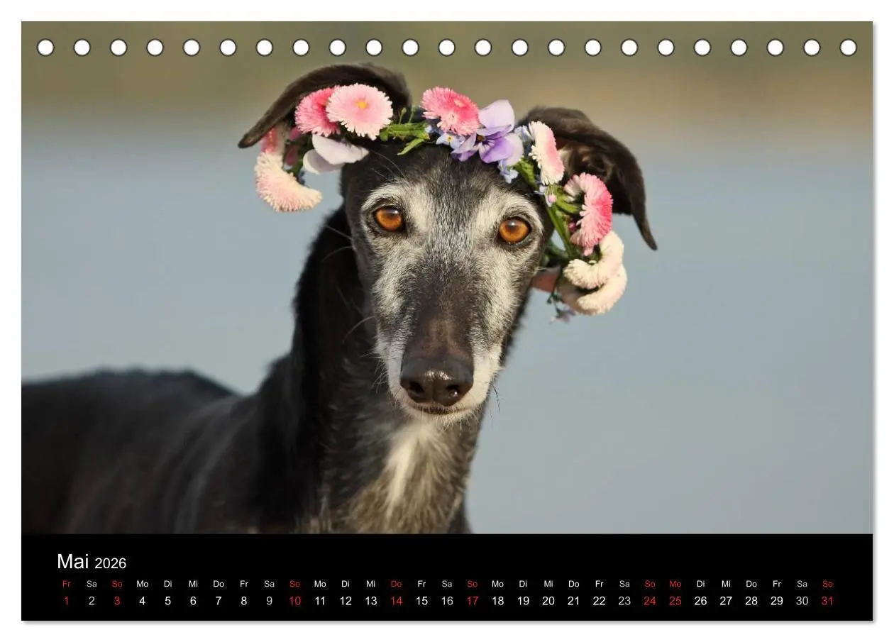 Bild: 9783516172805 | Der Windhundekalender (Tischkalender 2026 DIN A5 quer), CALVENDO...