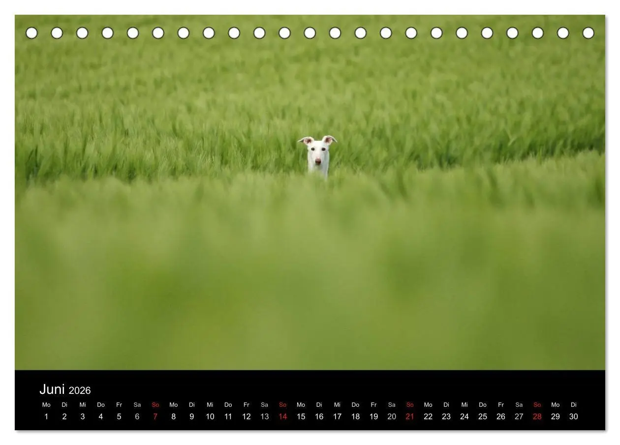 Bild: 9783516172805 | Der Windhundekalender (Tischkalender 2026 DIN A5 quer), CALVENDO...