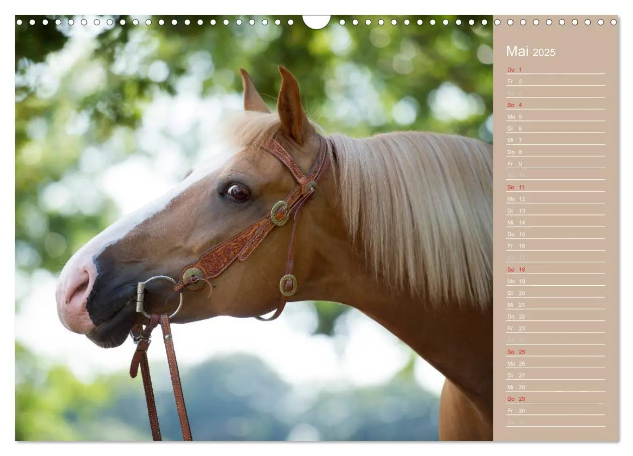 Bild: 9783435742905 | Haflinger / Geburtstagskalender (Wandkalender 2025 DIN A3 quer),...