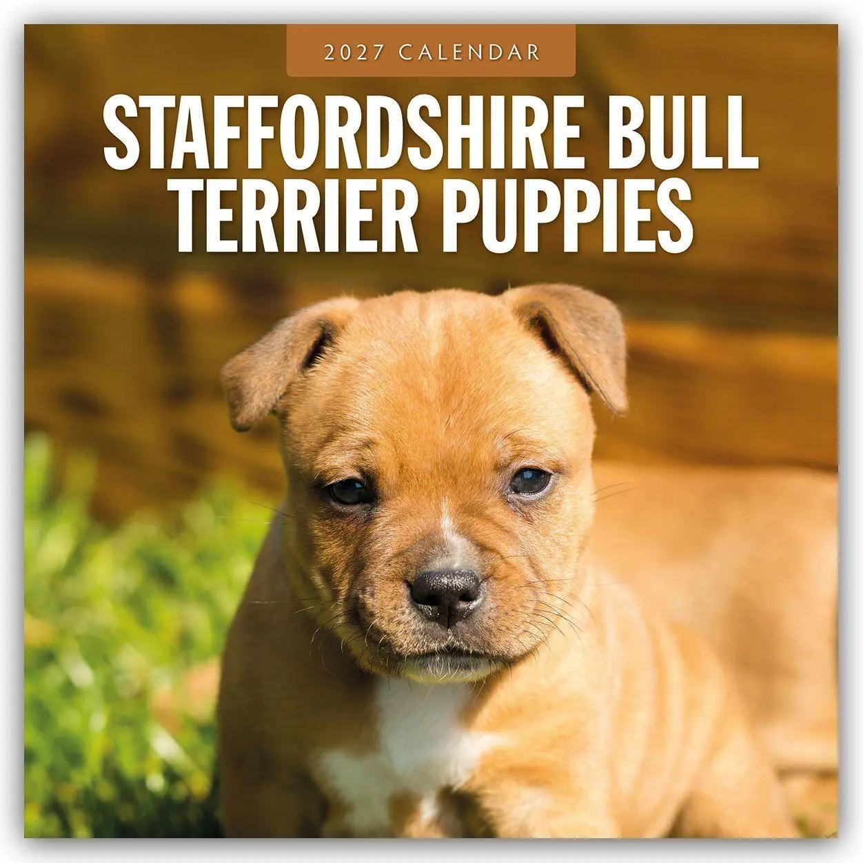 Cover: 9781837013005 | Staffordshire Bull Terrier Puppies - Staffordshire Bullterrier...