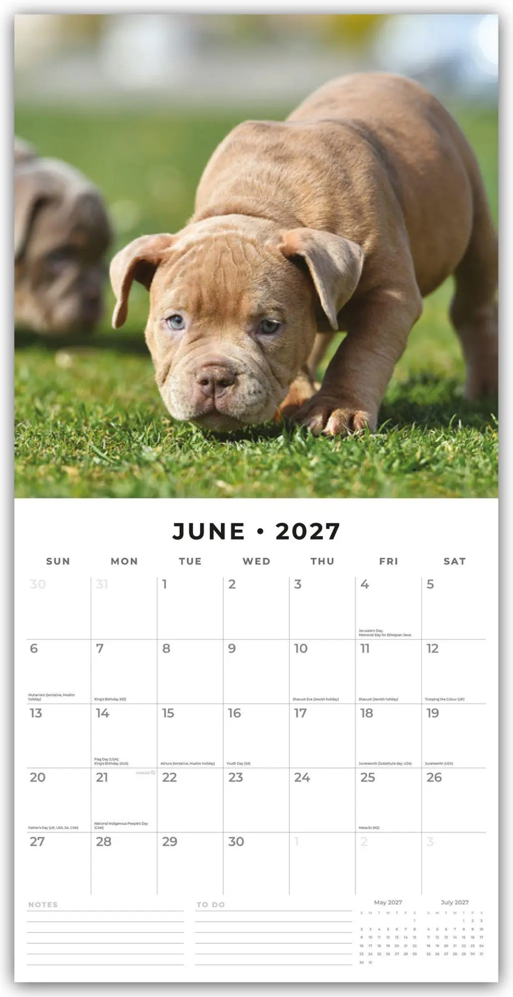 Bild: 9781837013005 | Staffordshire Bull Terrier Puppies - Staffordshire Bullterrier...