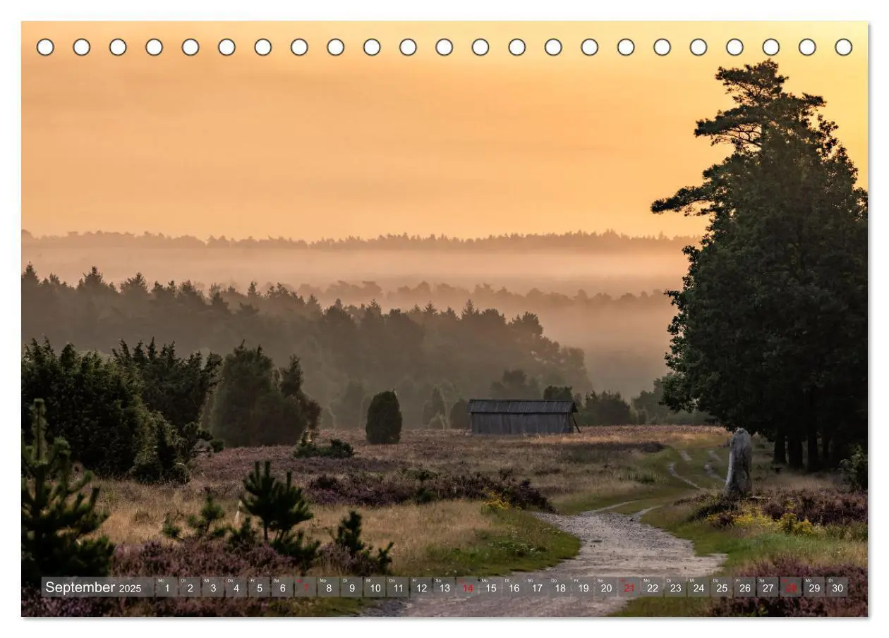Bild: 9783383853005 | Die Lüneburger Heide - In voller Blüte (Tischkalender 2025 DIN A5...