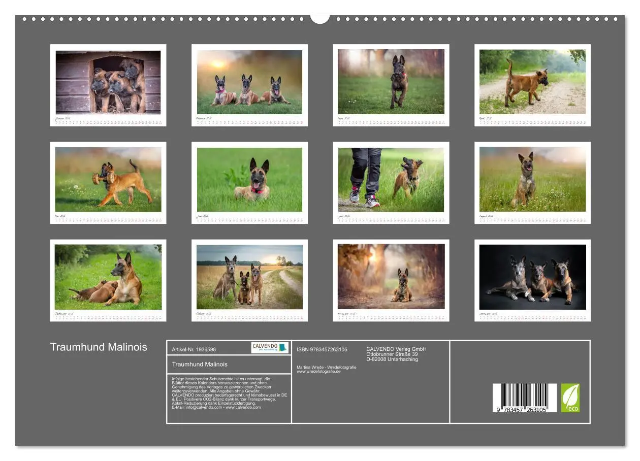 Bild: 9783457263105 | Traumhund Malinois (hochwertiger Premium Wandkalender 2026 DIN A2...