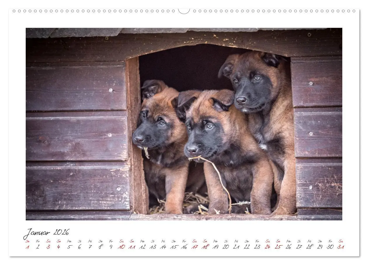 Bild: 9783457263105 | Traumhund Malinois (hochwertiger Premium Wandkalender 2026 DIN A2...