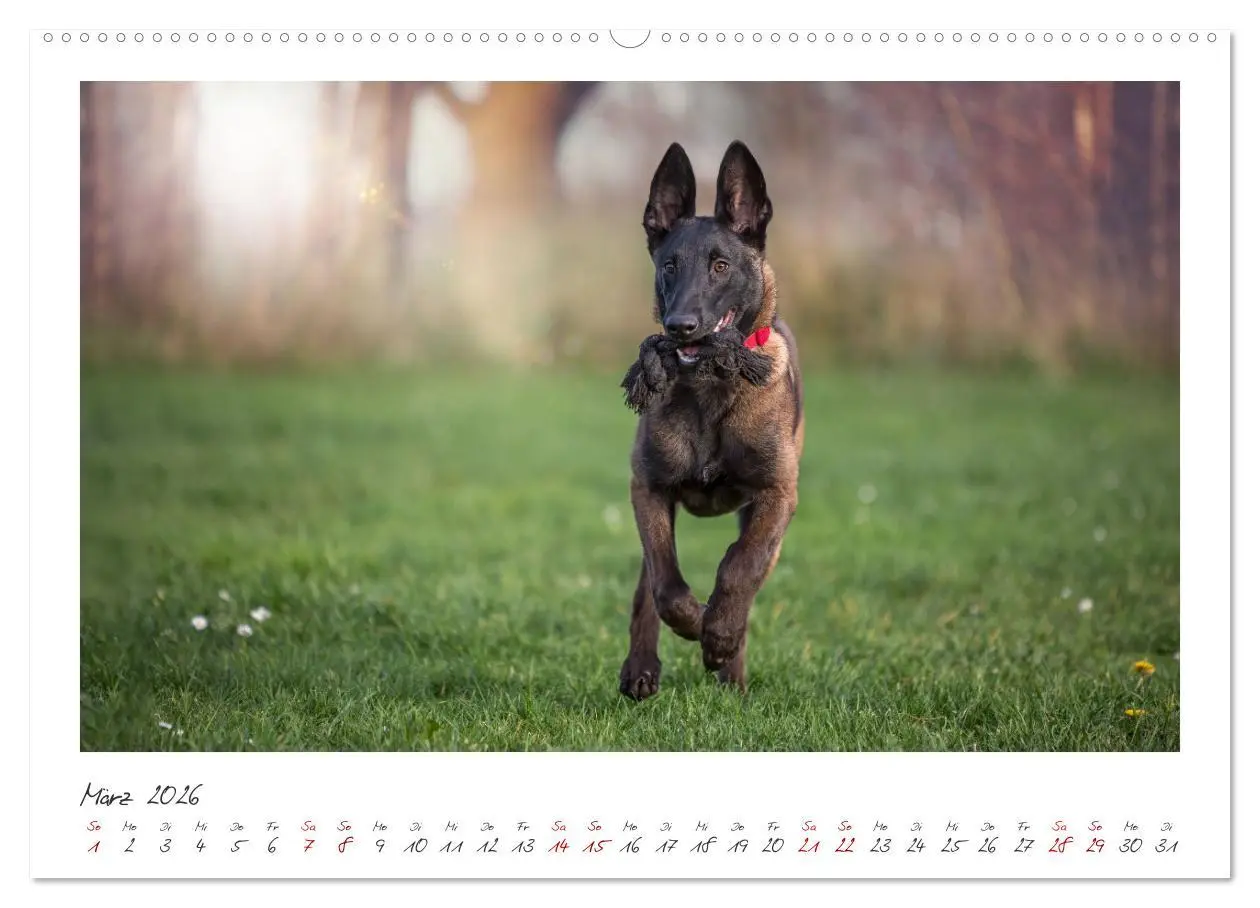 Bild: 9783457263105 | Traumhund Malinois (hochwertiger Premium Wandkalender 2026 DIN A2...