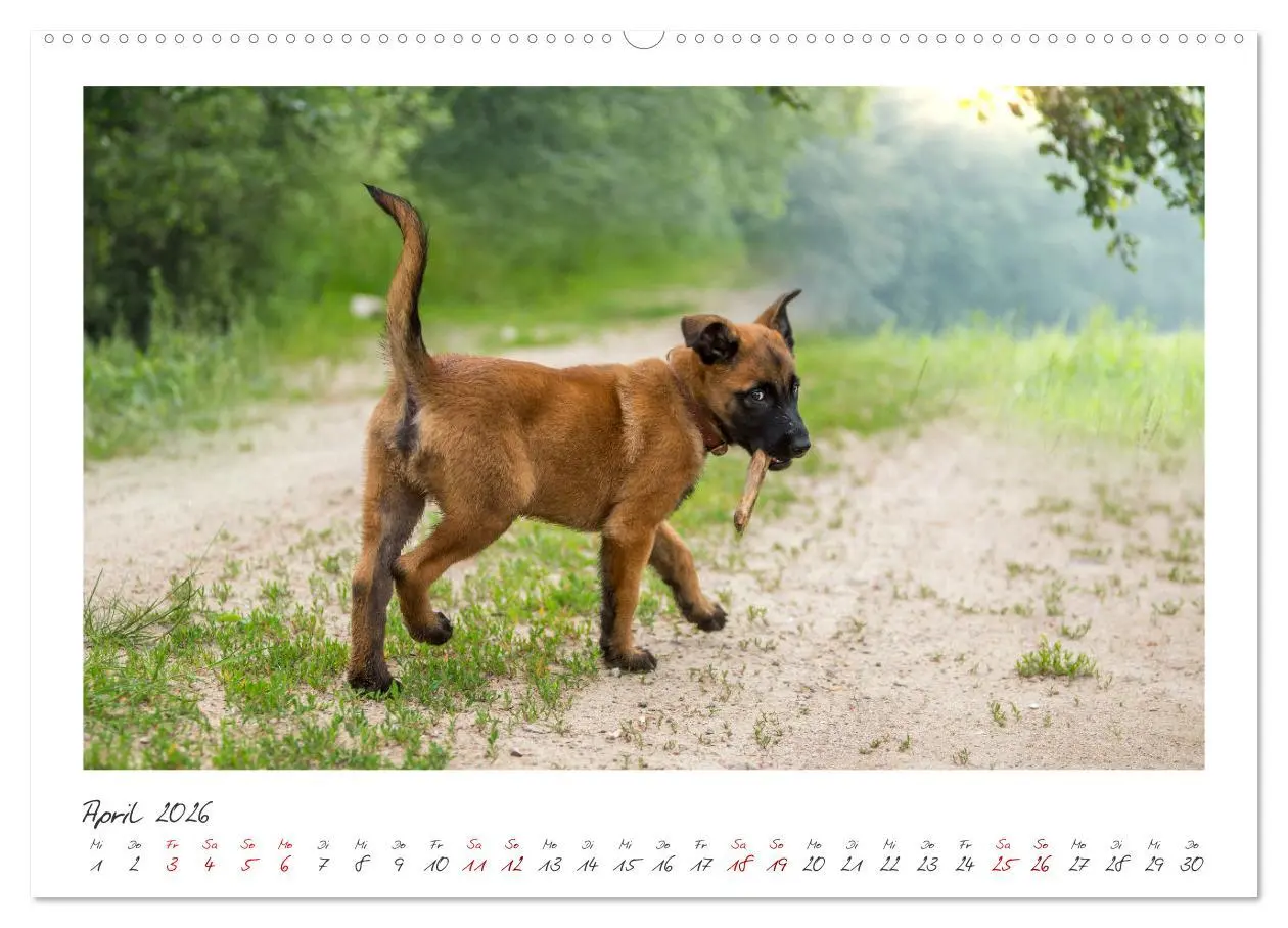 Bild: 9783457263105 | Traumhund Malinois (hochwertiger Premium Wandkalender 2026 DIN A2...