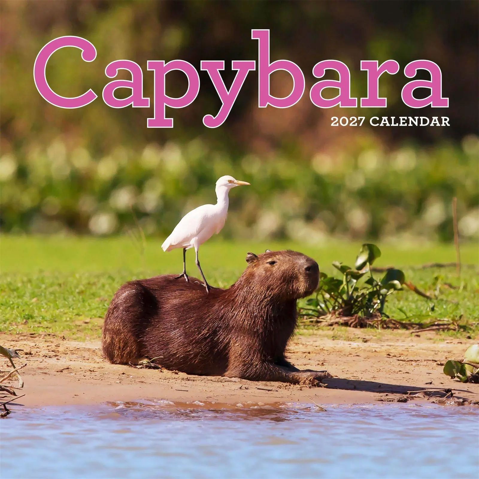 Cover: 9781523533305 | Capybara Wall Calendar 2027 | A Happy, Capy Year | Workman Calendars