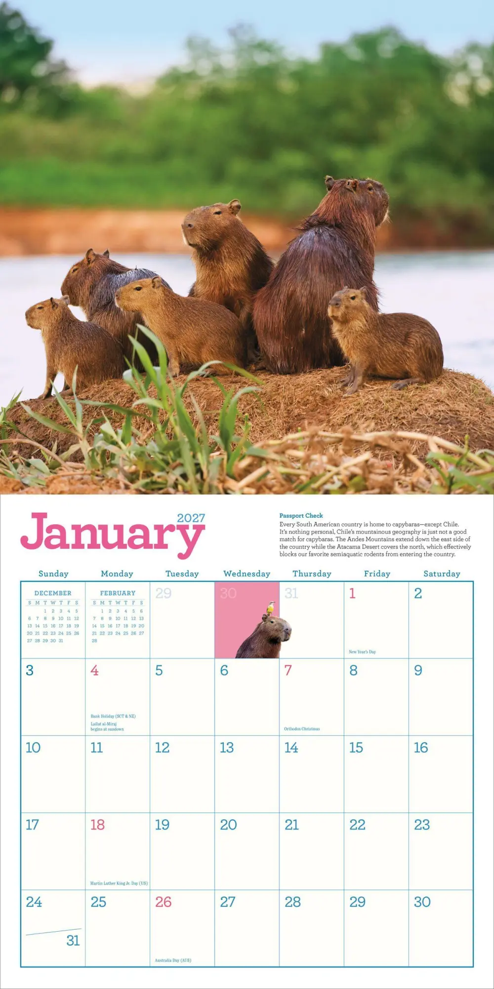 Bild: 9781523533305 | Capybara Wall Calendar 2027 | A Happy, Capy Year | Workman Calendars