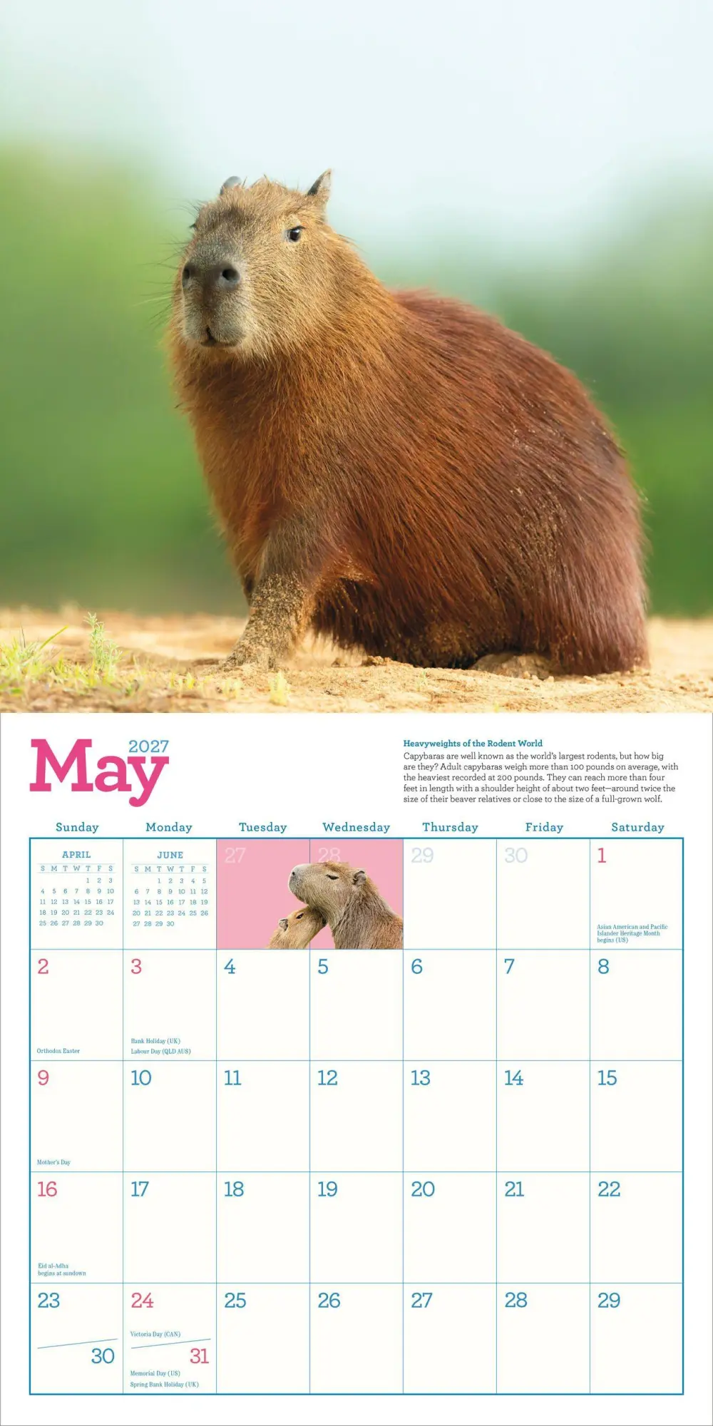 Bild: 9781523533305 | Capybara Wall Calendar 2027 | A Happy, Capy Year | Workman Calendars