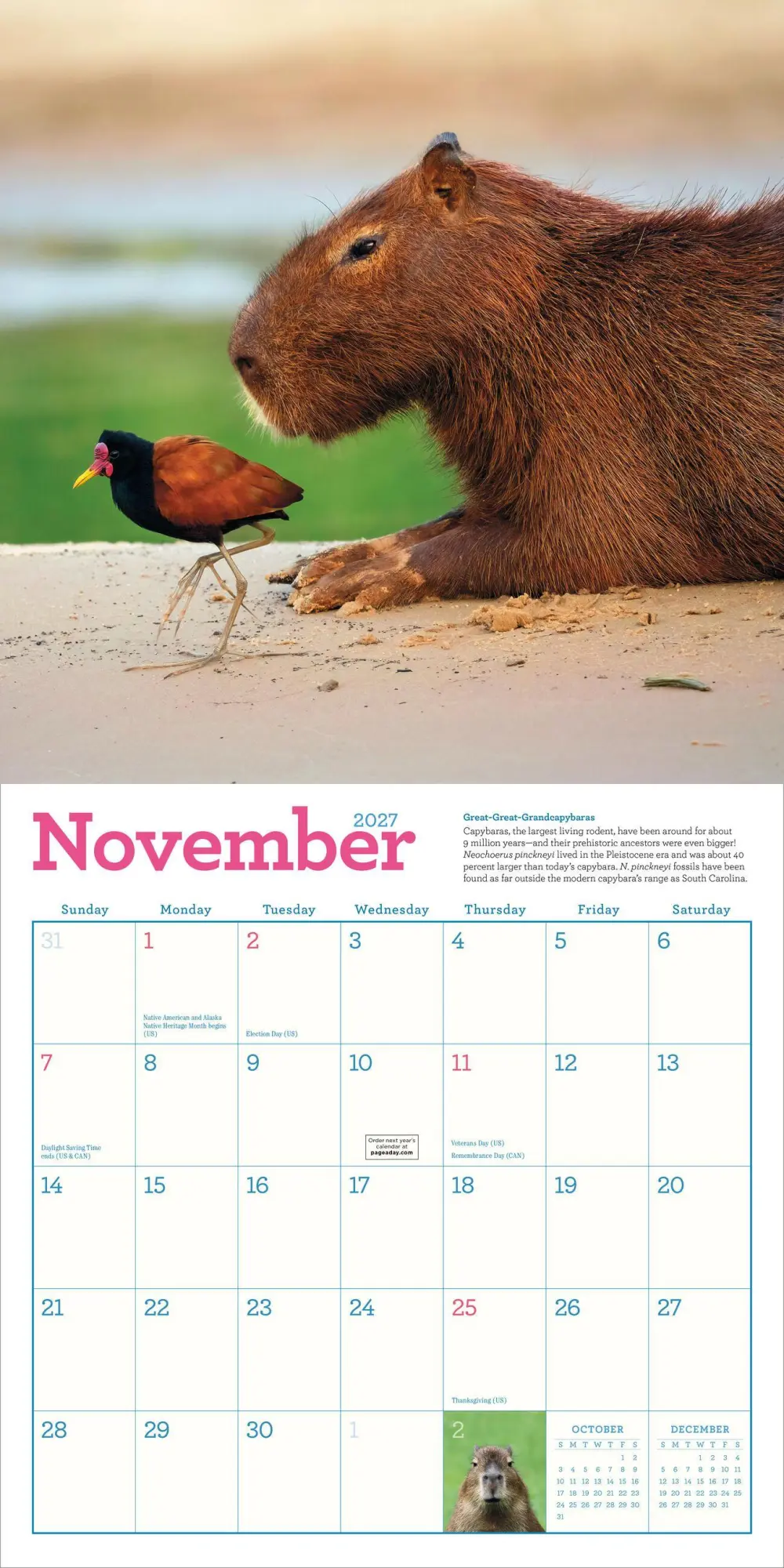 Bild: 9781523533305 | Capybara Wall Calendar 2027 | A Happy, Capy Year | Workman Calendars