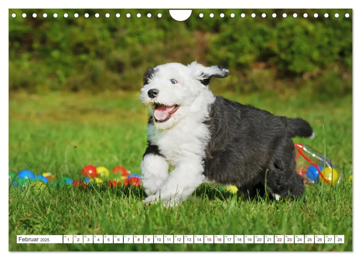 Bild: 9783457173305 | In der Kinderstube bei Familie Bobtail (Wandkalender 2025 DIN A4...