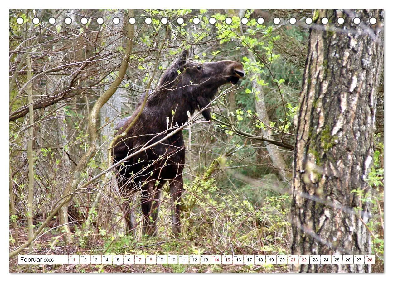 Bild: 9783457623305 | Ostpreußens Elche (Tischkalender 2026 DIN A5 quer), CALVENDO...
