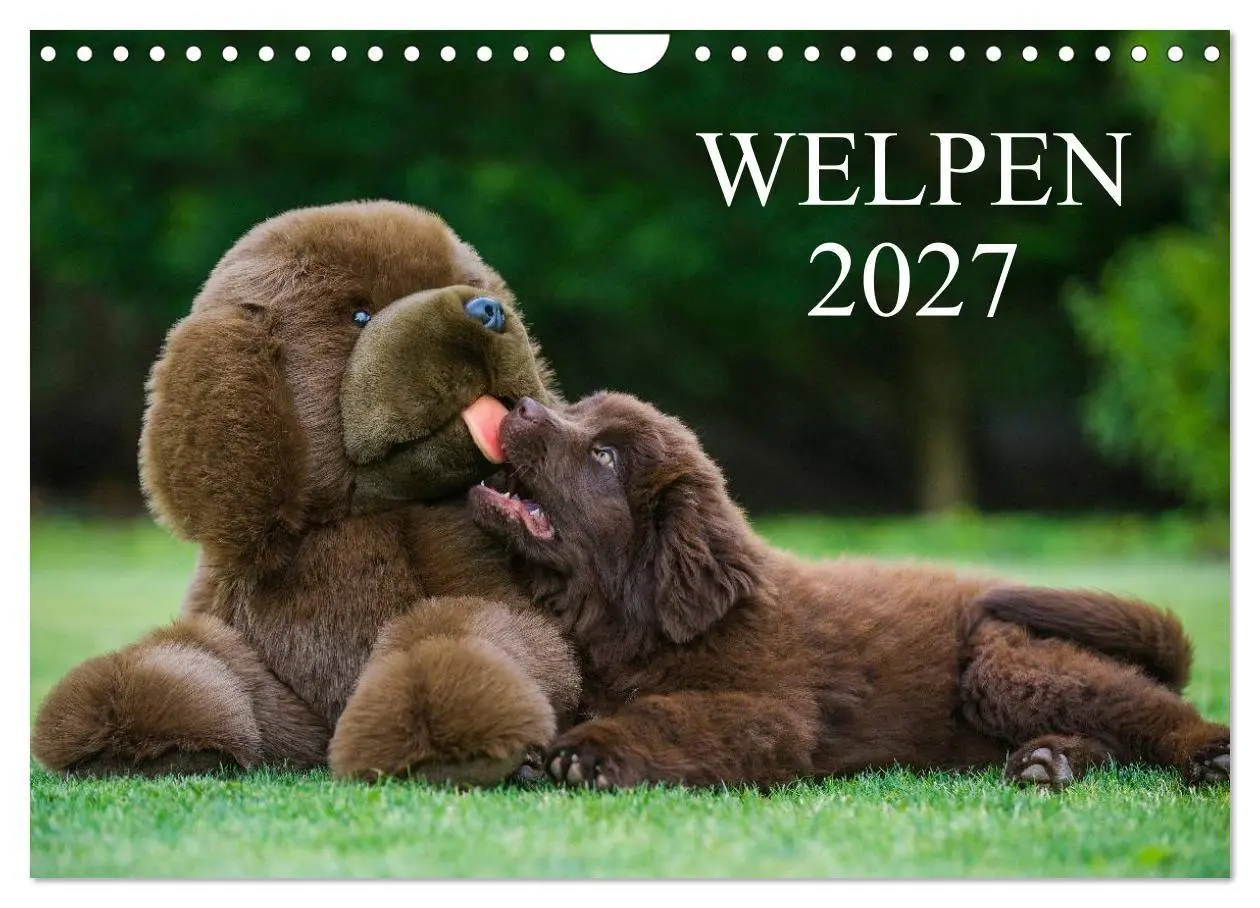Cover: 9783594173305 | Welpen 2027 (Wandkalender 2027 DIN A4 quer), CALVENDO Monatskalender