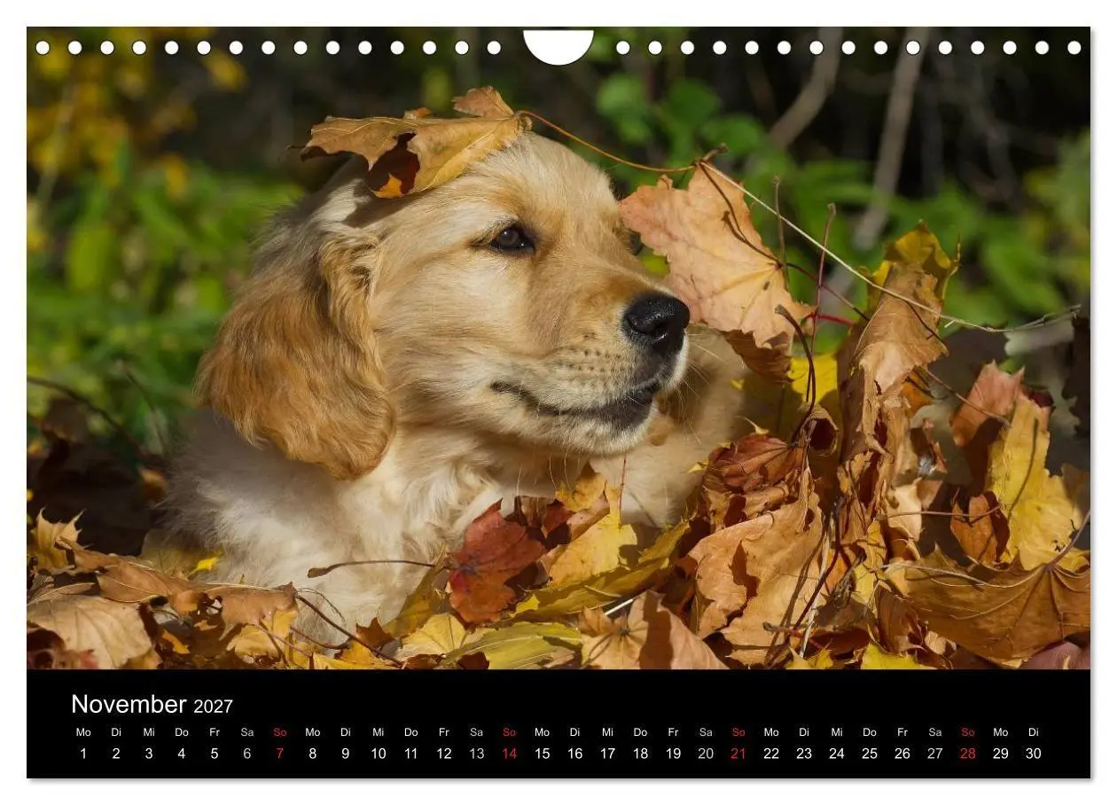 Bild: 9783594173305 | Welpen 2027 (Wandkalender 2027 DIN A4 quer), CALVENDO Monatskalender