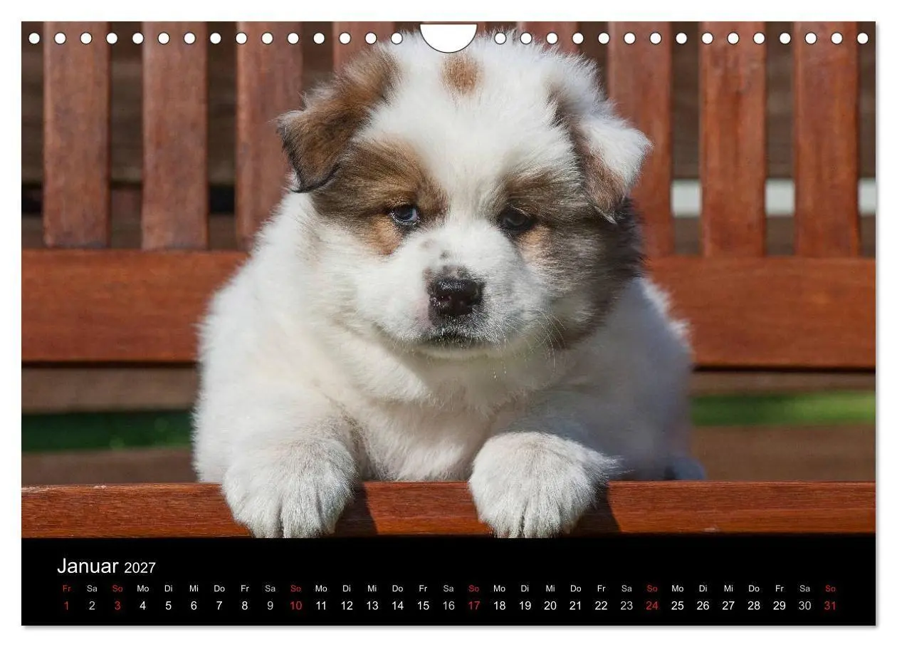 Bild: 9783594173305 | Welpen 2027 (Wandkalender 2027 DIN A4 quer), CALVENDO Monatskalender