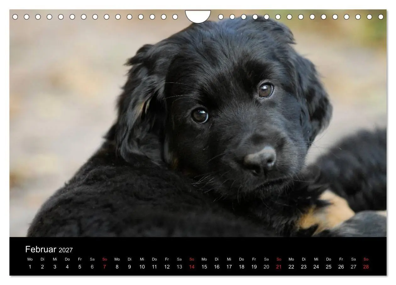 Bild: 9783594173305 | Welpen 2027 (Wandkalender 2027 DIN A4 quer), CALVENDO Monatskalender