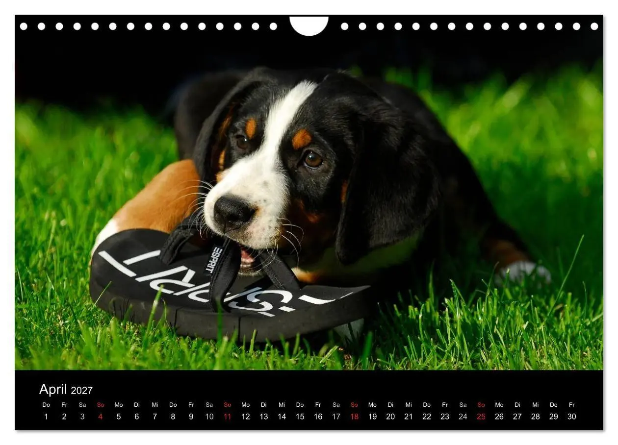Bild: 9783594173305 | Welpen 2027 (Wandkalender 2027 DIN A4 quer), CALVENDO Monatskalender