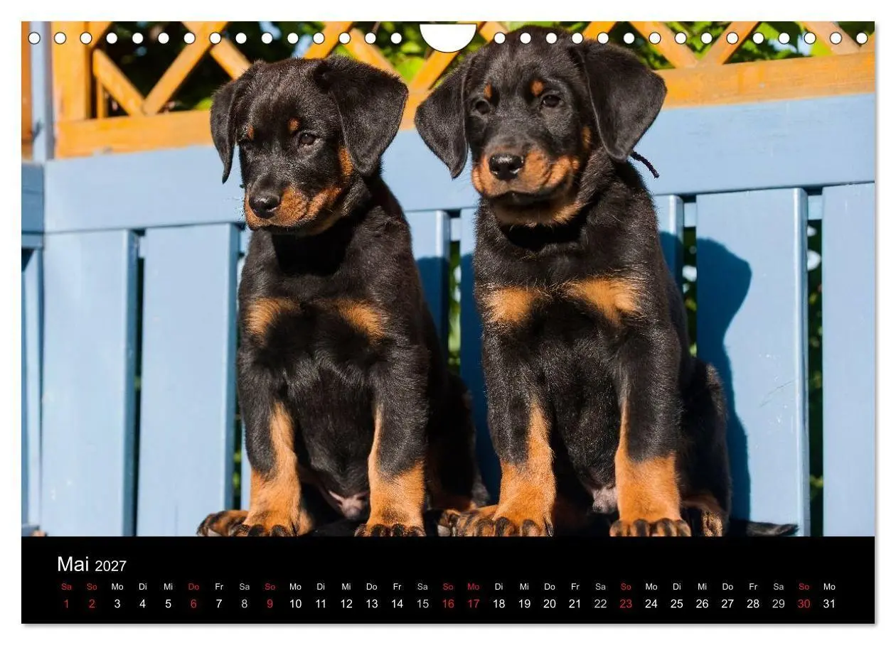 Bild: 9783594173305 | Welpen 2027 (Wandkalender 2027 DIN A4 quer), CALVENDO Monatskalender