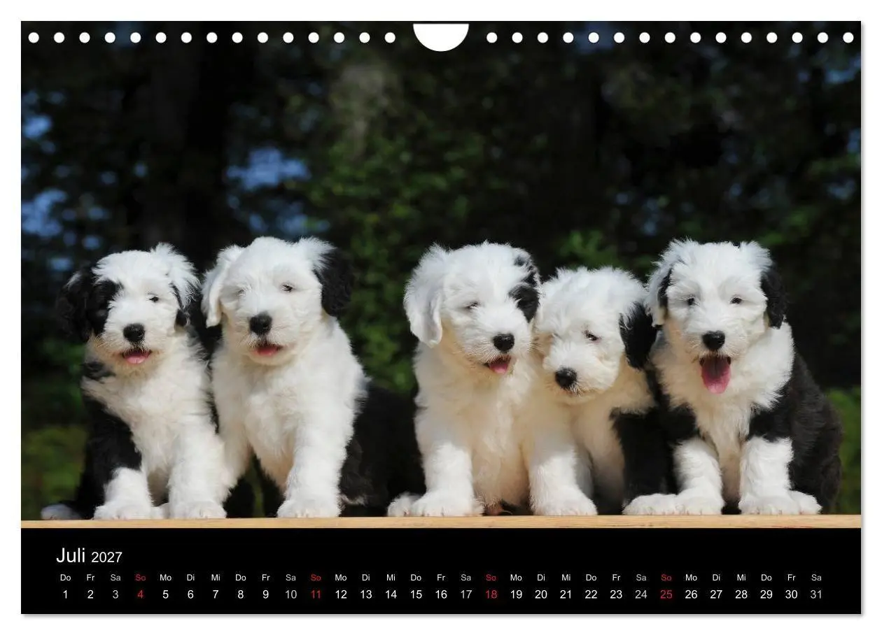 Bild: 9783594173305 | Welpen 2027 (Wandkalender 2027 DIN A4 quer), CALVENDO Monatskalender