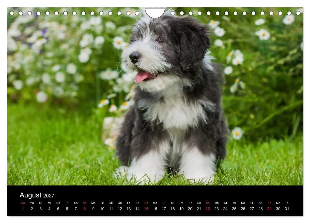 Bild: 9783594173305 | Welpen 2027 (Wandkalender 2027 DIN A4 quer), CALVENDO Monatskalender