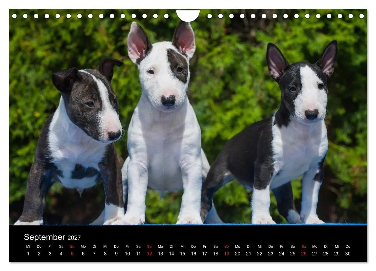 Bild: 9783594173305 | Welpen 2027 (Wandkalender 2027 DIN A4 quer), CALVENDO Monatskalender