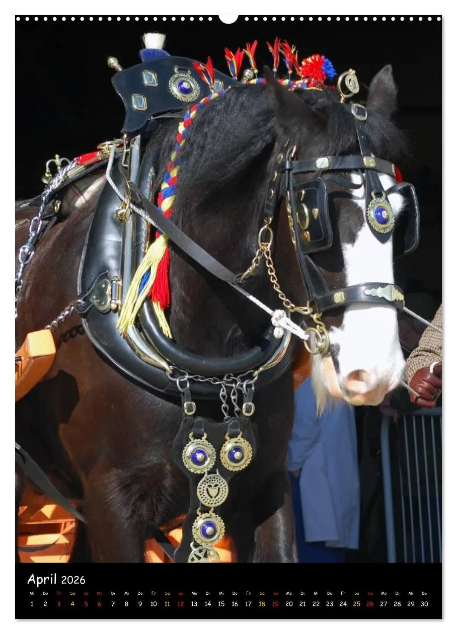 Bild: 9783516473605 | Shire Horse - Geschmückte Riesen (hochwertiger Premium Wandkalender...