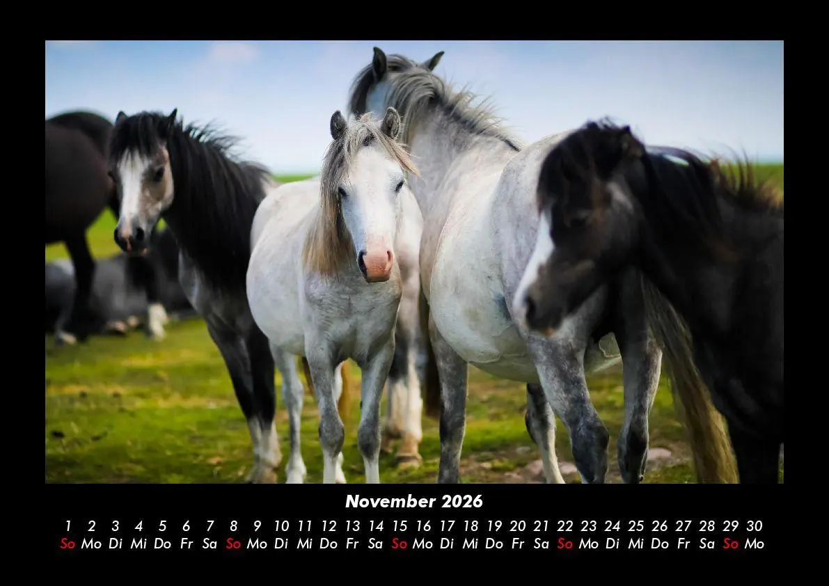 Bild: 9783755993605 | Die Welt der Pferde 2026 Fotokalender DIN A3 | Tobias Becker | Deutsch