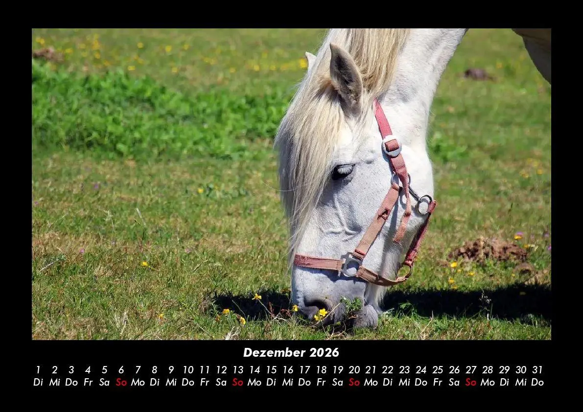 Bild: 9783755993605 | Die Welt der Pferde 2026 Fotokalender DIN A3 | Tobias Becker | Deutsch