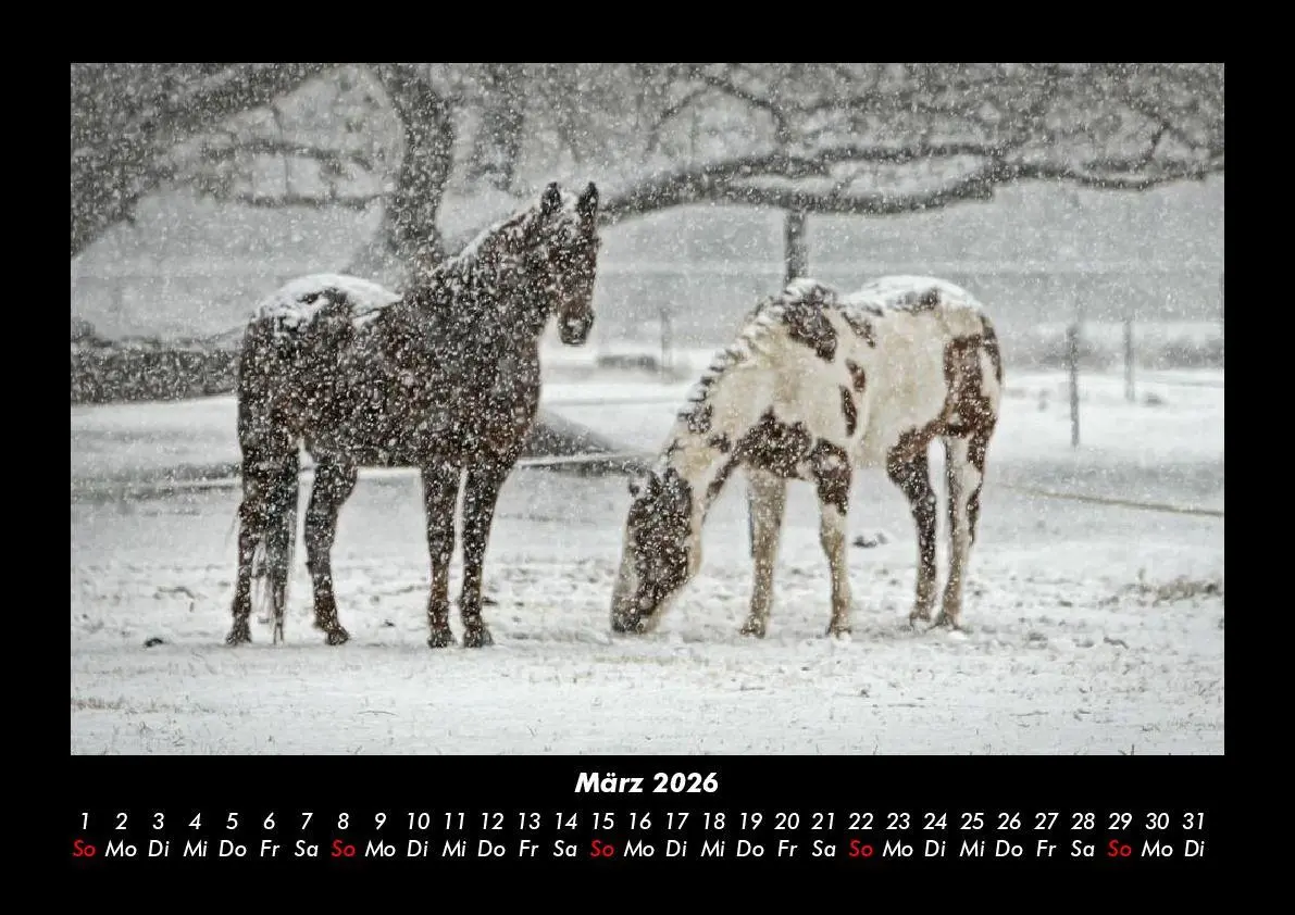 Bild: 9783755993605 | Die Welt der Pferde 2026 Fotokalender DIN A3 | Tobias Becker | Deutsch