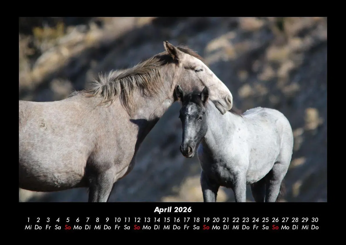 Bild: 9783755993605 | Die Welt der Pferde 2026 Fotokalender DIN A3 | Tobias Becker | Deutsch