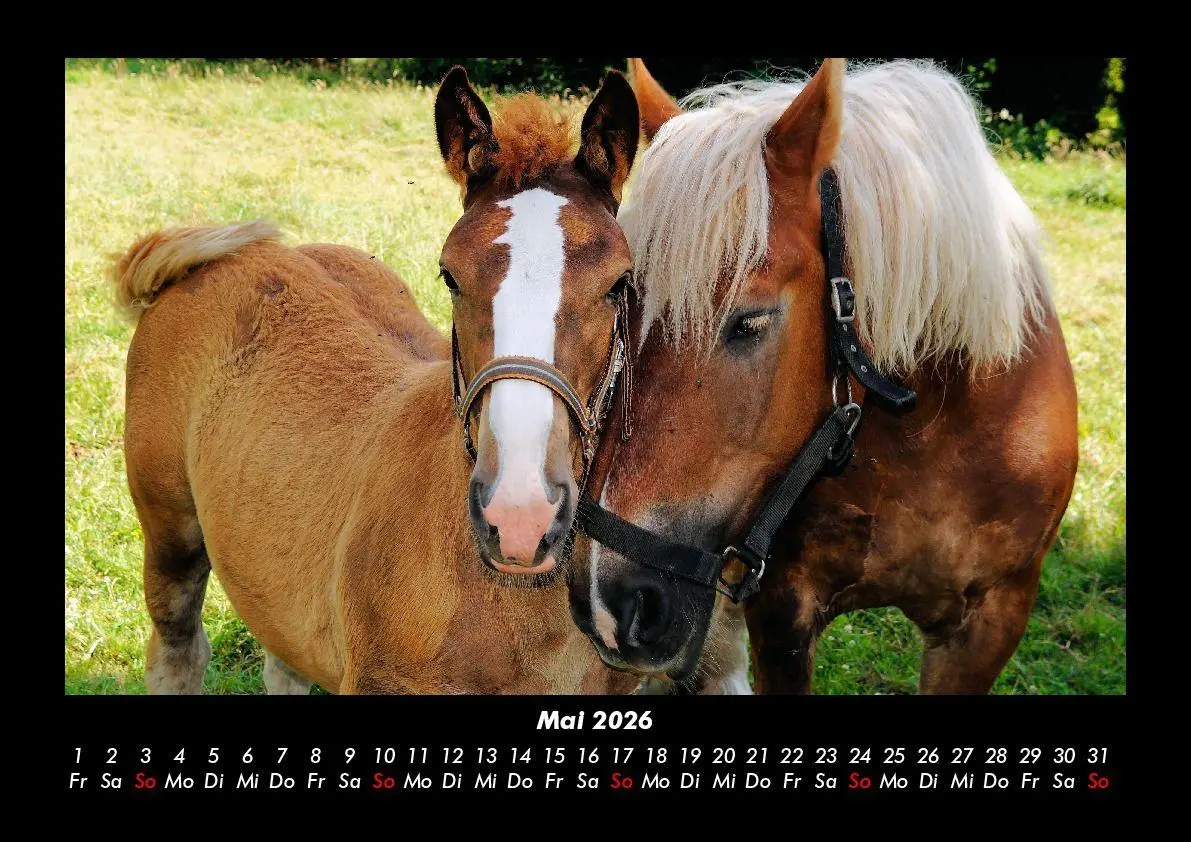 Bild: 9783755993605 | Die Welt der Pferde 2026 Fotokalender DIN A3 | Tobias Becker | Deutsch