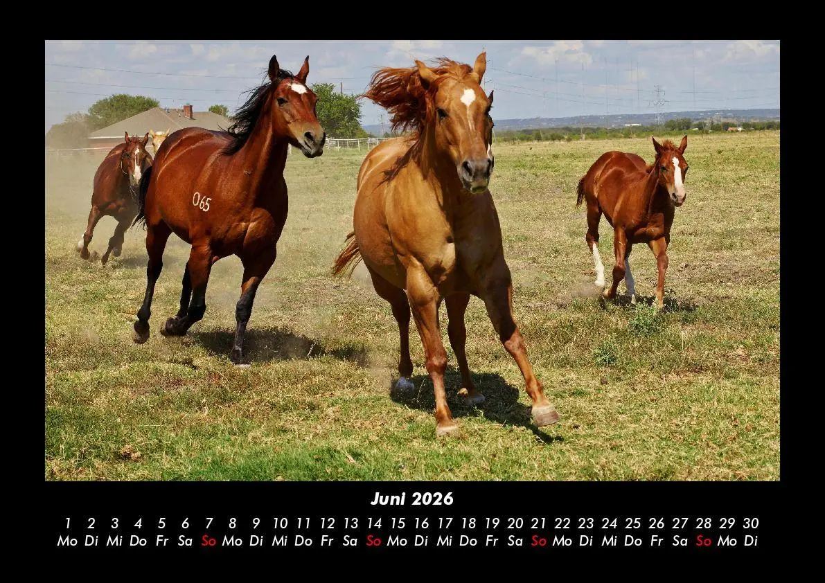 Bild: 9783755993605 | Die Welt der Pferde 2026 Fotokalender DIN A3 | Tobias Becker | Deutsch