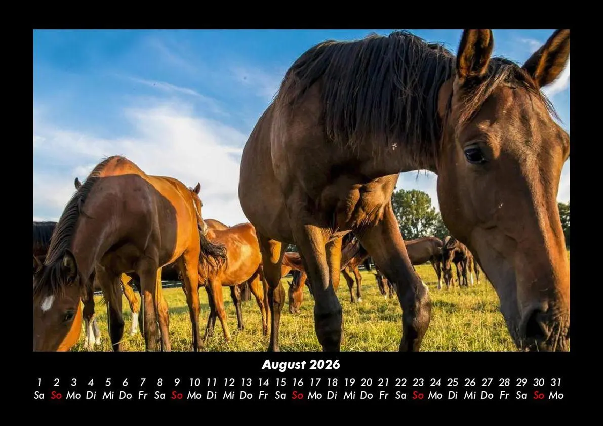 Bild: 9783755993605 | Die Welt der Pferde 2026 Fotokalender DIN A3 | Tobias Becker | Deutsch