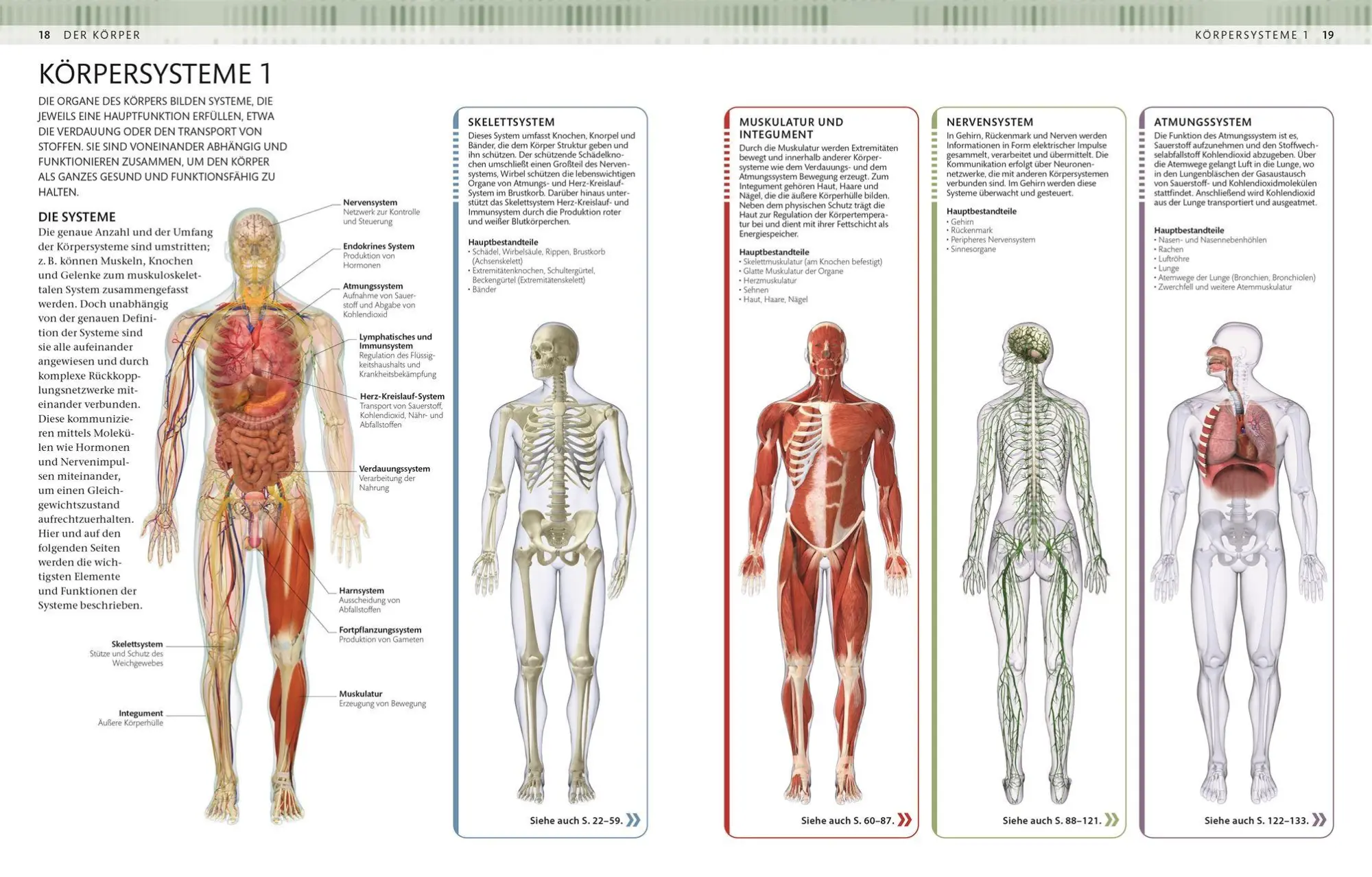 Bild: 9783831053605 | Menschlicher Körper | DK Verlag | Taschenbuch | 264 S. | Deutsch