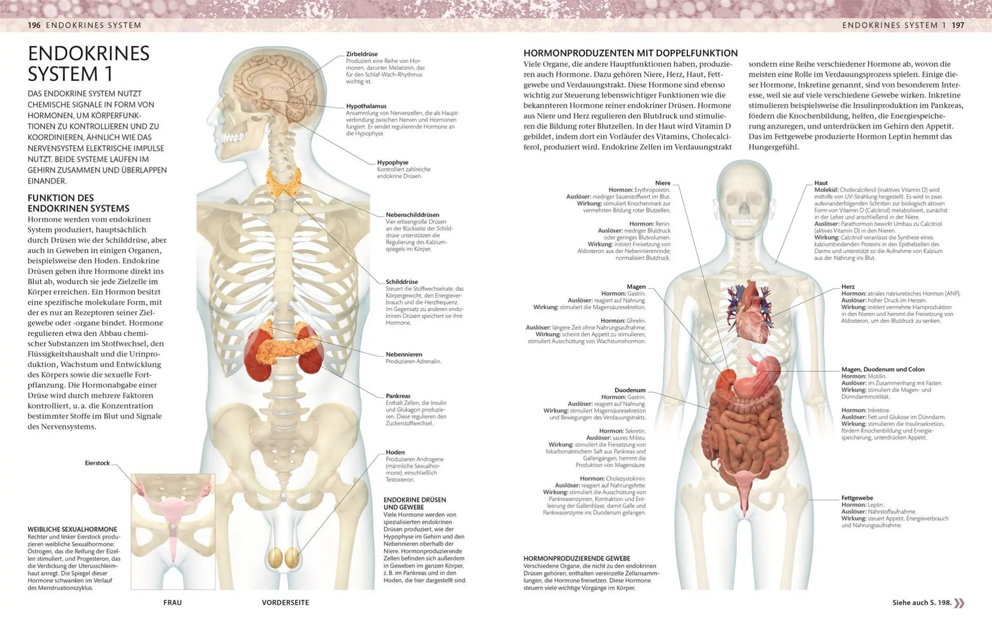 Bild: 9783831053605 | Menschlicher Körper | DK Verlag | Taschenbuch | 264 S. | Deutsch