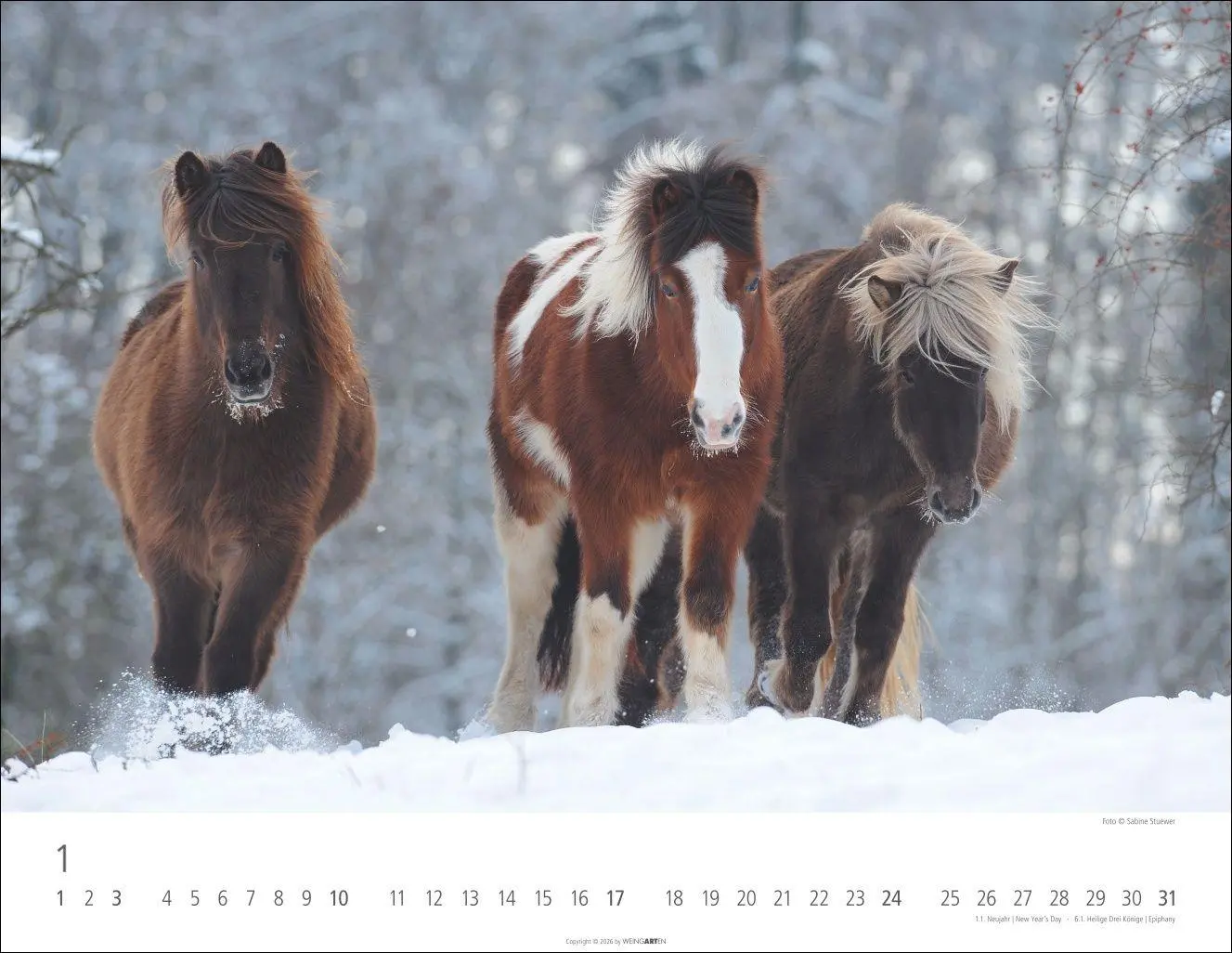 Bild: 9783839903605 | Islandpferde Kalender 2027 | Sabine Stuewer | Kalender | Spiralbindung