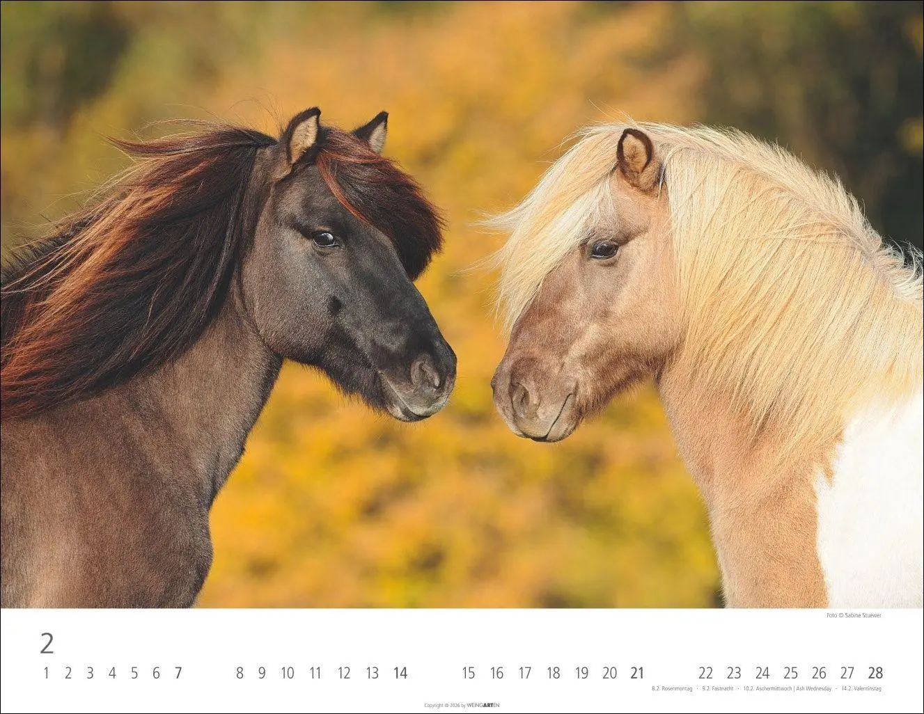 Bild: 9783839903605 | Islandpferde Kalender 2027 | Sabine Stuewer | Kalender | Spiralbindung