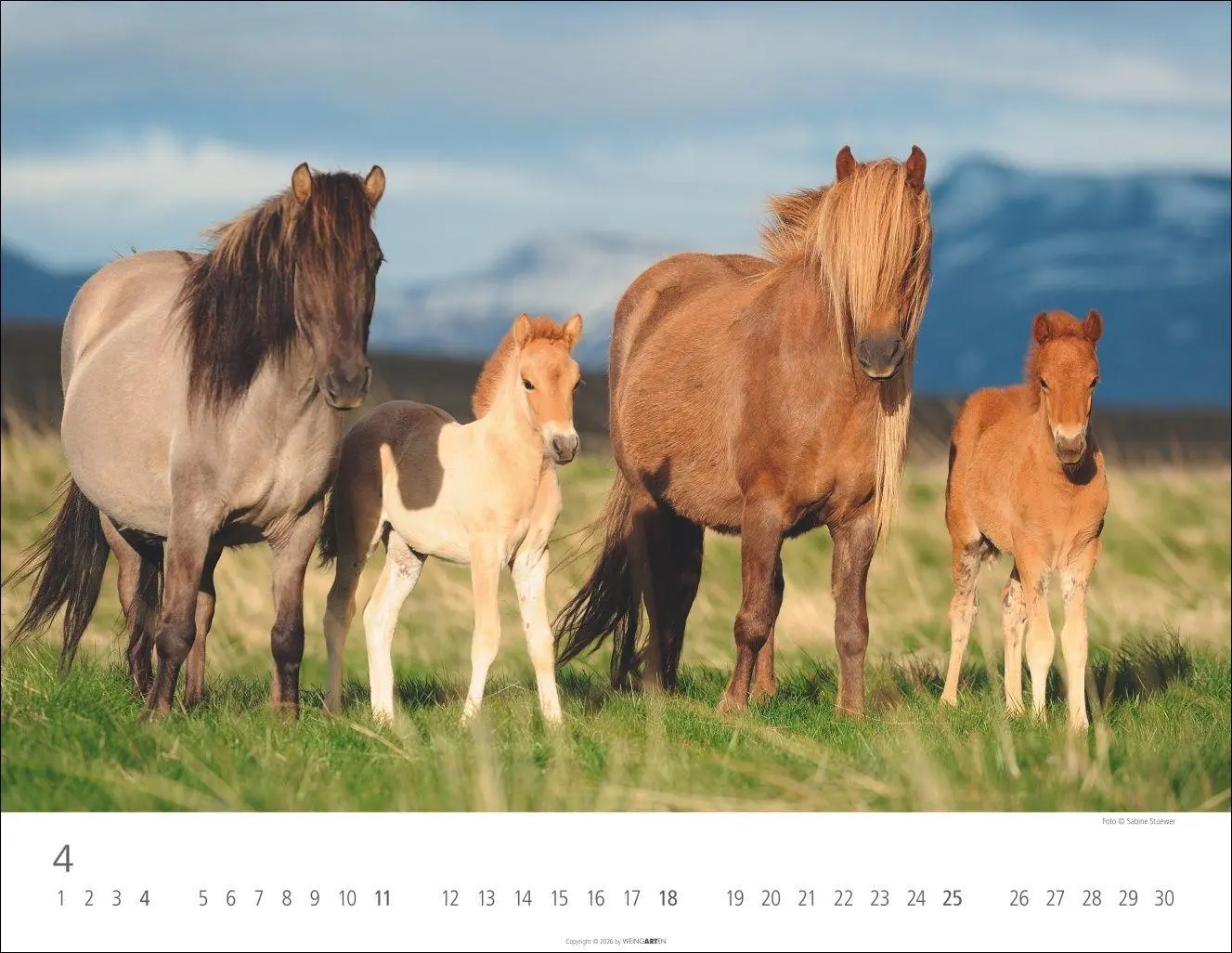 Bild: 9783839903605 | Islandpferde Kalender 2027 | Sabine Stuewer | Kalender | Spiralbindung
