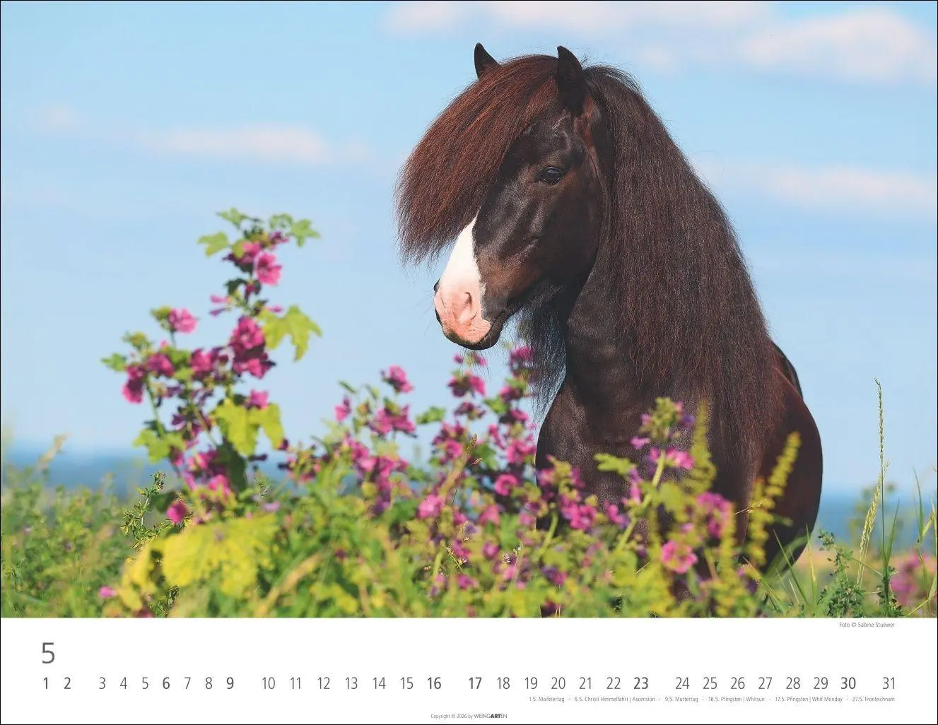 Bild: 9783839903605 | Islandpferde Kalender 2027 | Sabine Stuewer | Kalender | Spiralbindung