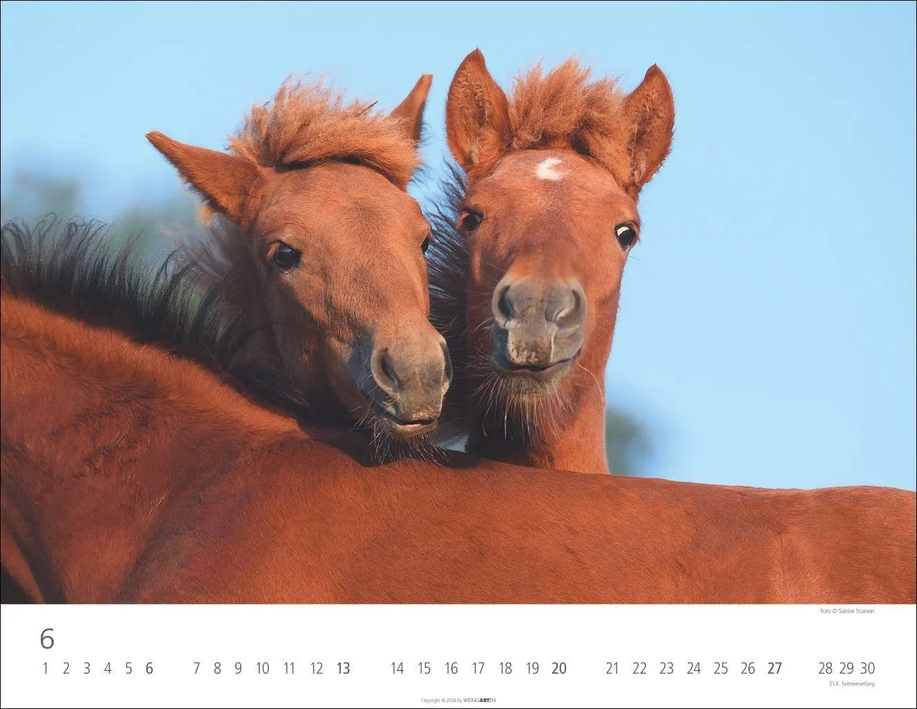 Bild: 9783839903605 | Islandpferde Kalender 2027 | Sabine Stuewer | Kalender | Spiralbindung