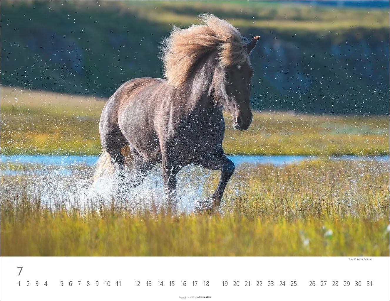 Bild: 9783839903605 | Islandpferde Kalender 2027 | Sabine Stuewer | Kalender | Spiralbindung